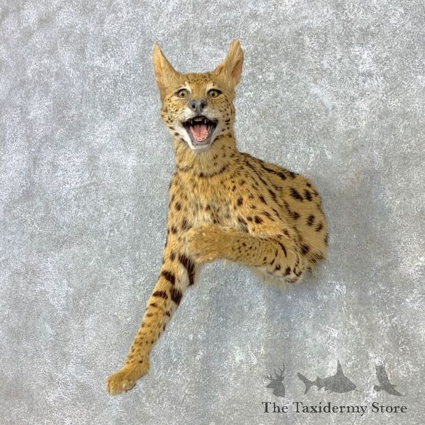 African Serval Half Life-Size Mount For Sale #23292 @ The Taxidermy Store