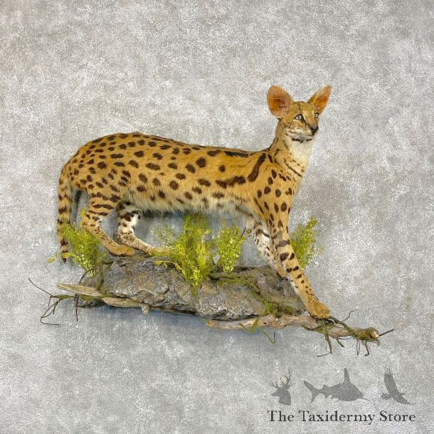 African Serval Life-Size Mount For Sale #24852 @ The Taxidermy Store