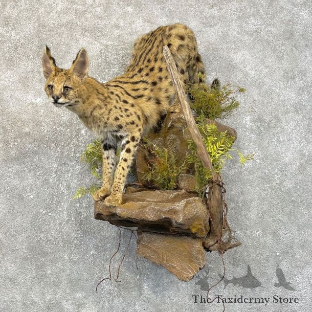 African Serval Life-Size Mount For Sale #25123 @ The Taxidermy Store