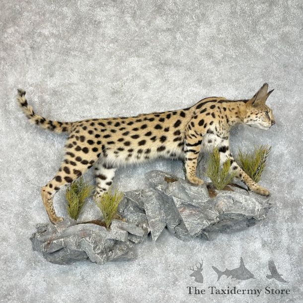 African Serval Life-Size Mount For Sale #28681 @ The Taxidermy Store