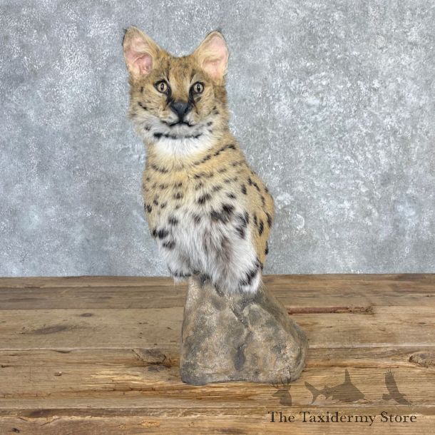 African Serval Pedestal Mount For Sale #27127 @ The Taxidermy Store