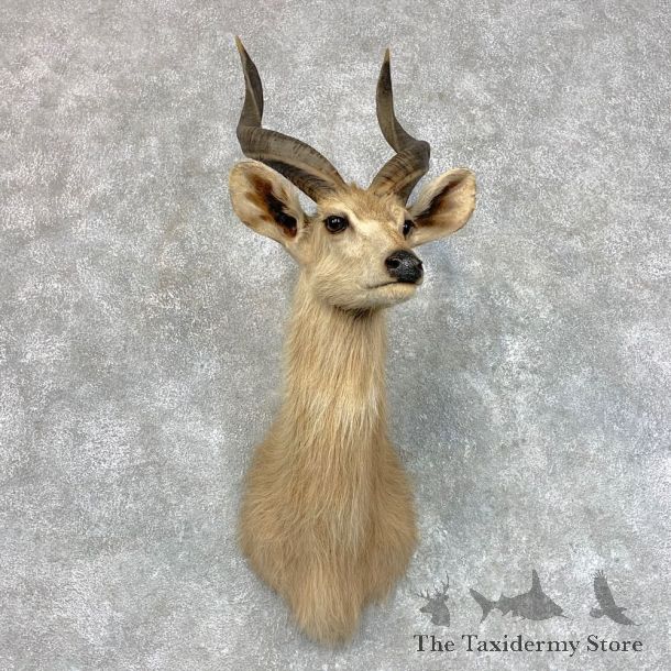African Sitatunga Shoulder Mount #22792 For Sale @ The Taxidermy Store
