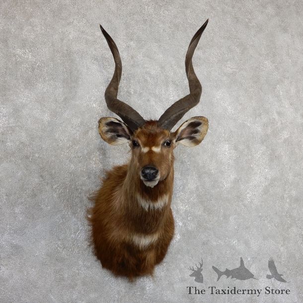African Sitatunga Shoulder Mount #19632 For Sale @ The Taxidermy Store