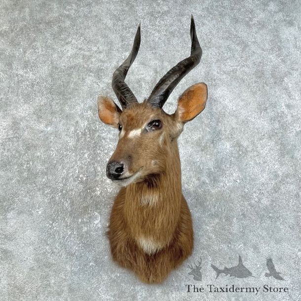 African Sitatunga Shoulder Mount #25845 For Sale @ The Taxidermy Store