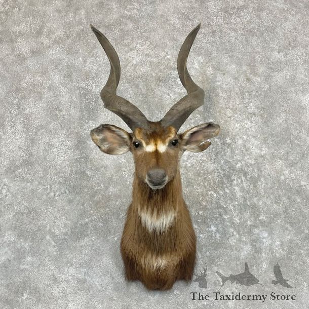 African Sitatunga Shoulder Mount For Sale #27414 @ The Taxidermy Store