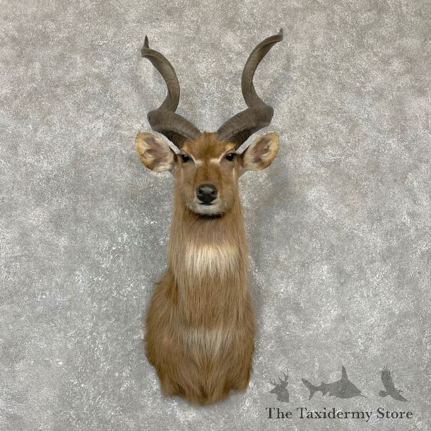 African Sitatunga Shoulder Taxidermy Mount #24155 For Sale @ The Taxidermy Store