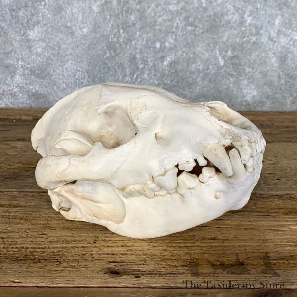 African Spotted Hyena Full Skull Taxidermy Mount #22427 For Sale @ The Taxidermy Store
