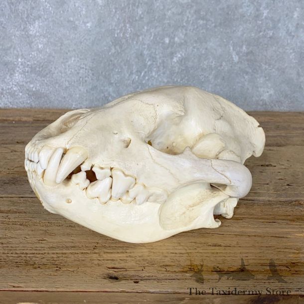 African Spotted Hyena Full Skull Taxidermy Mount #22428 For Sale @ The Taxidermy Store