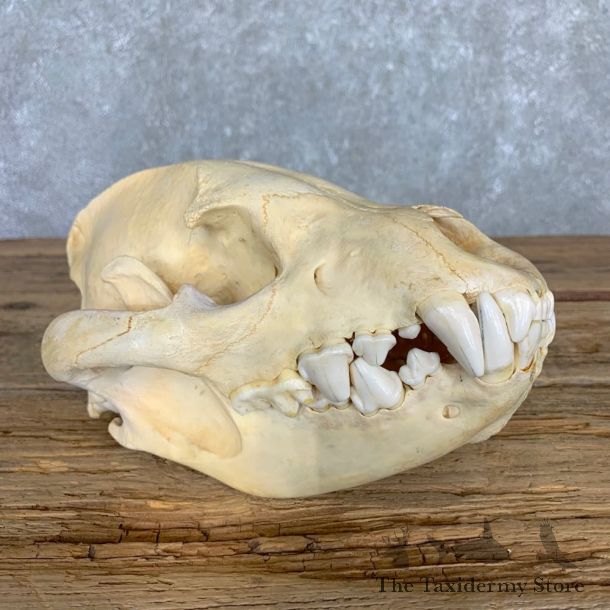 African Spotted Hyena Full Skull Taxidermy Mount #23503 For Sale @ The Taxidermy Store