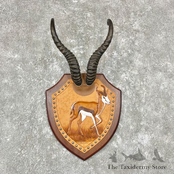 African Springbok Horn Plaque For Sale #26762 - The Taxidermy Store