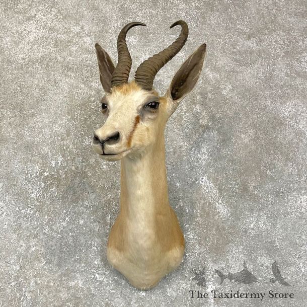 African Springbok Shoulder Mount #24190 For Sale @ The Taxidermy Store