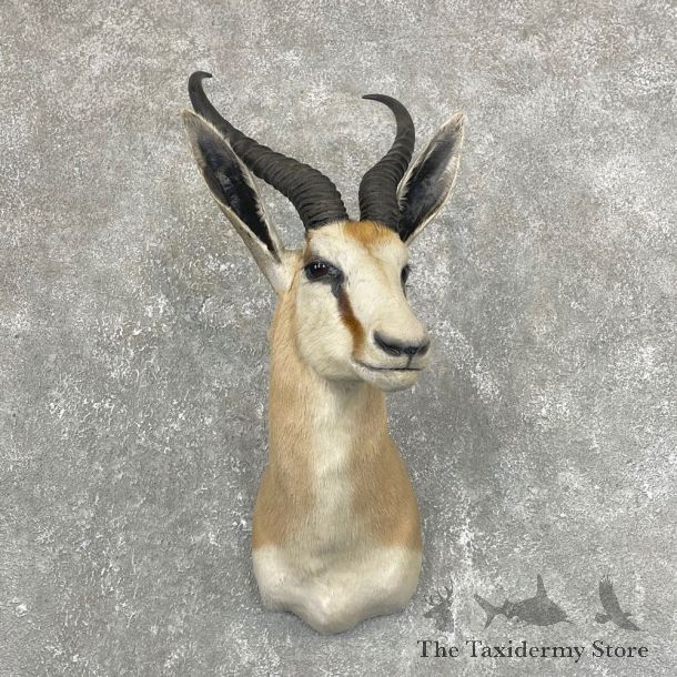 African Springbok Shoulder Mount #24251 For Sale @ The Taxidermy Store