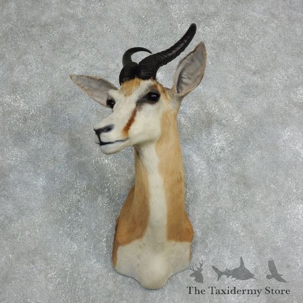 African Springbok Shoulder Mount For Sale #18059 @ The Taxidermy Store