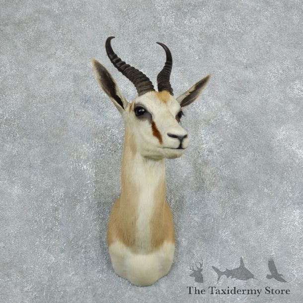 African Springbok Shoulder Mount For Sale #18350 @ The Taxidermy Store