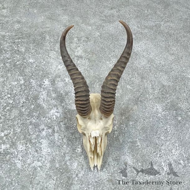 Springbok Skull Horns European Mount #25645 For Sale @ The Taxidermy Store