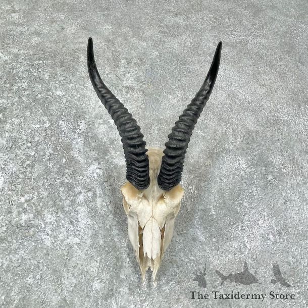 Springbok Skull Horns European Mount #25646 For Sale @ The Taxidermy Store