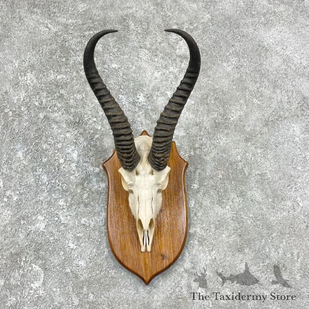 Springbok Skull Horns European Mount #25906 For Sale @ The Taxidermy Store