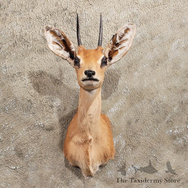 African Steenbok Shoulder Mount #11408 - For Sale - The Taxidermy Store