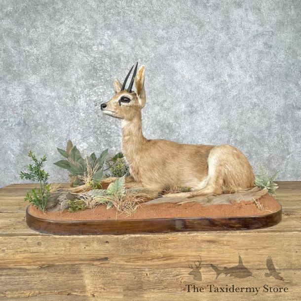African Steinbok Life-Size Taxidermy Mount For Sale #26887 @ The Taxidermy Store