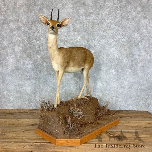 African Steinbok Life-Size Taxidermy Mount For Sale #22859 @ The Taxidermy Store