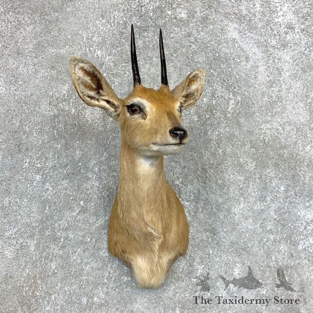 African Steinbok Shoulder Mount For Sale #22121 @ The Taxidermy Store