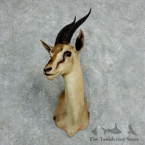 African Thomson's Gazelle Shoulder #18058 - For Sale @ The Taxidermy Store
