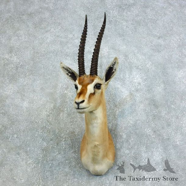 African Thomson's Gazelle Shoulder #18453 - For Sale @ The Taxidermy Store