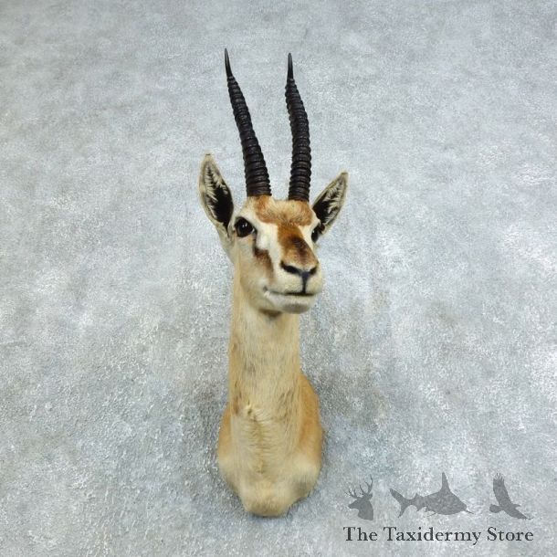 African Thomson's Gazelle Shoulder #18454 - For Sale @ The Taxidermy Store