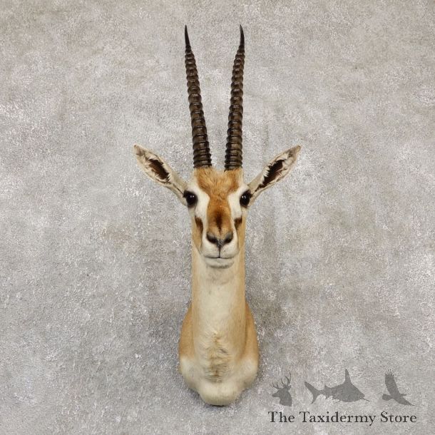 African Thomson's Gazelle Shoulder #20151 - For Sale @ The Taxidermy Store
