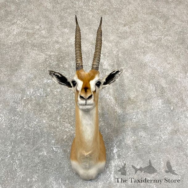 African Thomson's Gazelle Shoulder #24373 - For Sale @ The Taxidermy Store