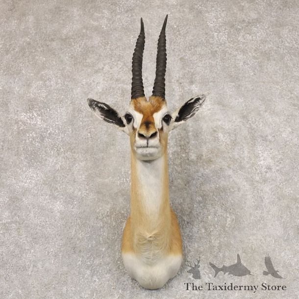 African Thomson's Gazelle Taxidermy Shoulder Mount #22526 - For Sale @ The Taxidermy Store
