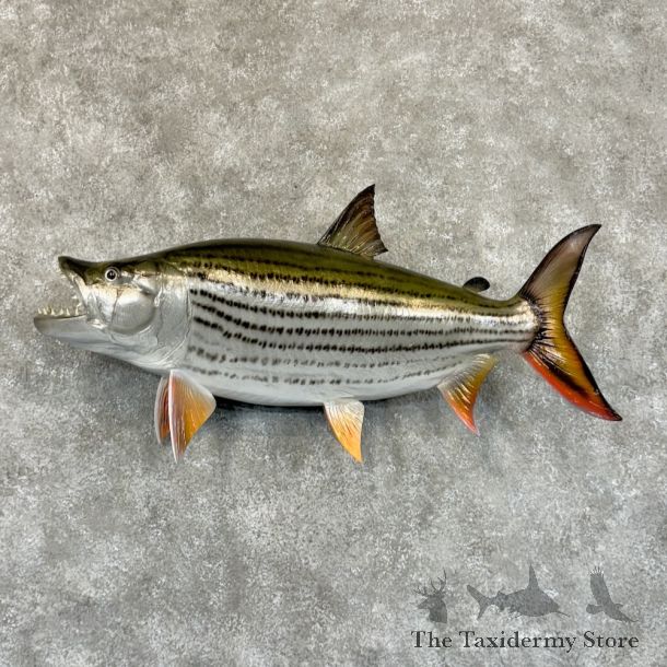 African Tigerfish Mount For Sale #29206 @ The Taxidermy Store