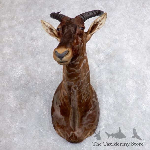 African Tsessebe Shoulder Mount #18614 For Sale @ The Taxidermy Store