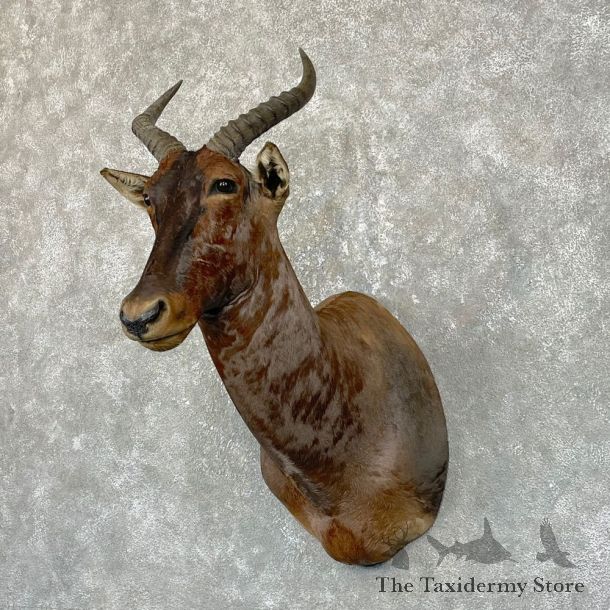 African Tsessebe Shoulder Mount #24938 For Sale @ The Taxidermy Store