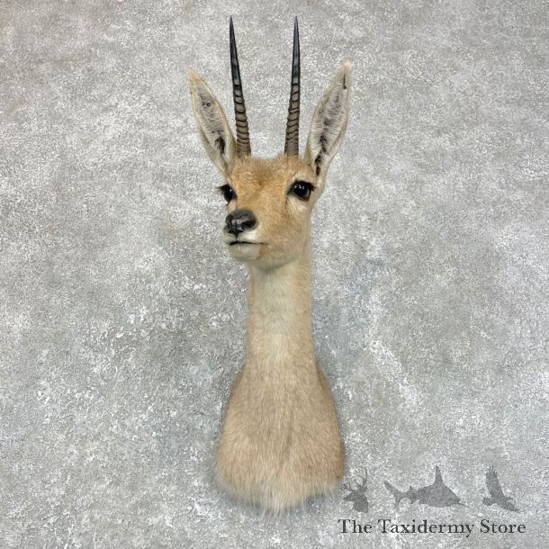 African Vaal Rhebok Shoulder Mount For Sale #24188 @ The Taxidermy Store