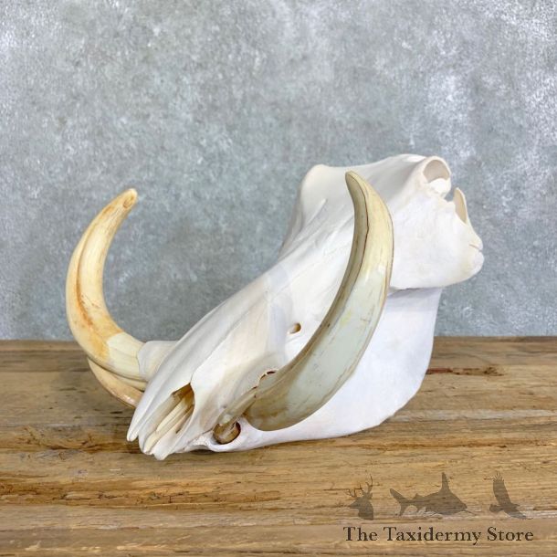 African Warthog Full Skull For Sale #22837 @ The Taxidermy Store