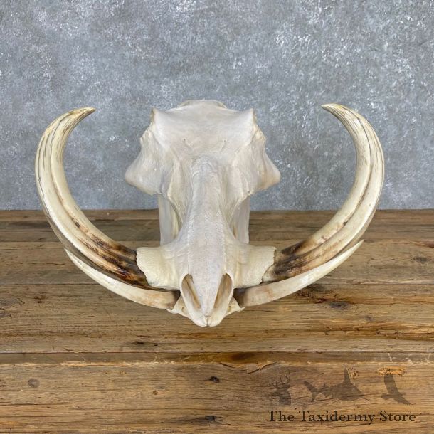 African Warthog Full Skull For Sale #24164 @ The Taxidermy Store