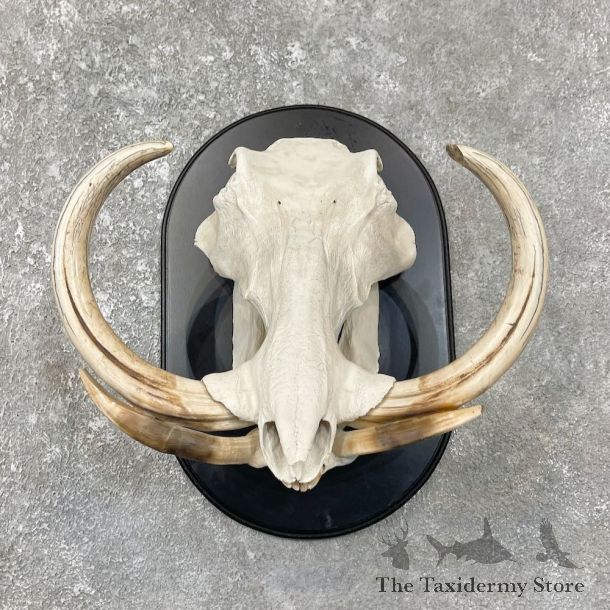 African Warthog Full Skull For Sale #25909 @ The Taxidermy Store