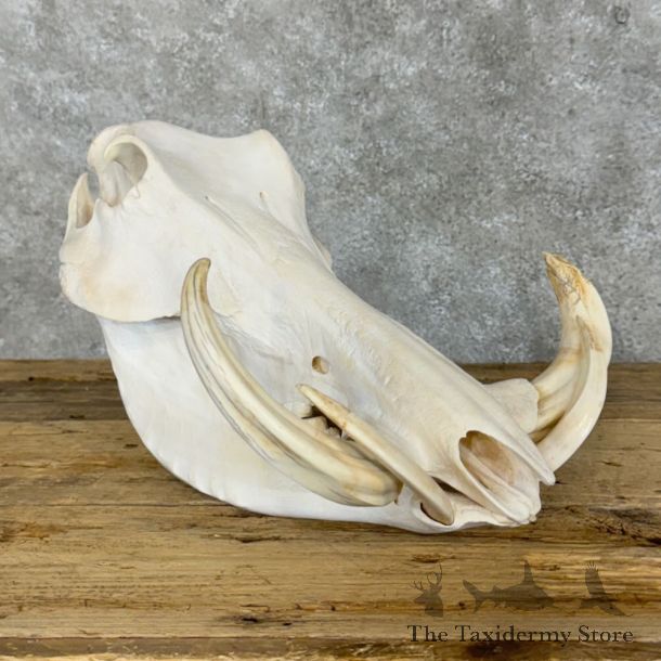 African Warthog Full Skull For Sale #28935 @ The Taxidermy Store