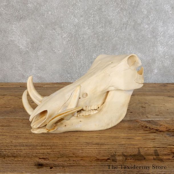 African Warthog Full Skull Mount #18548 For Sale @ The Taxidermy Store