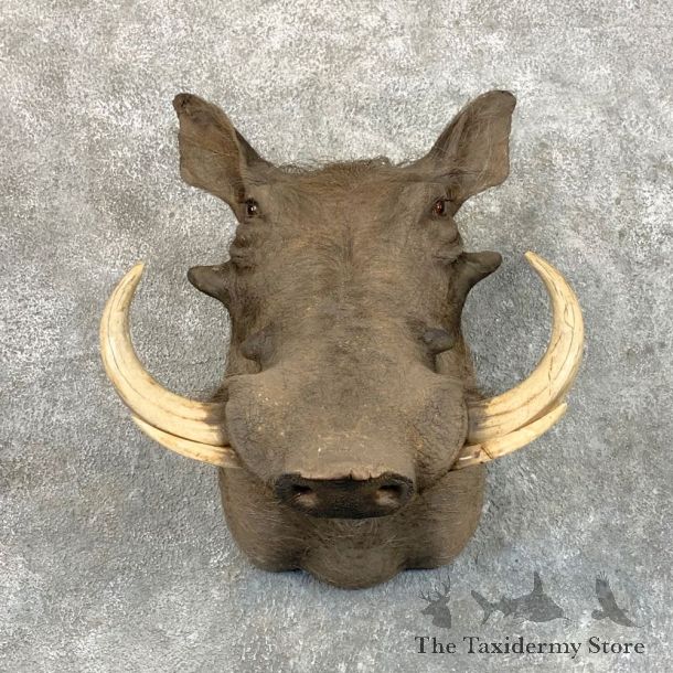 African Warthog Shoulder Mount For Sale #22813 @ The Taxidermy Store