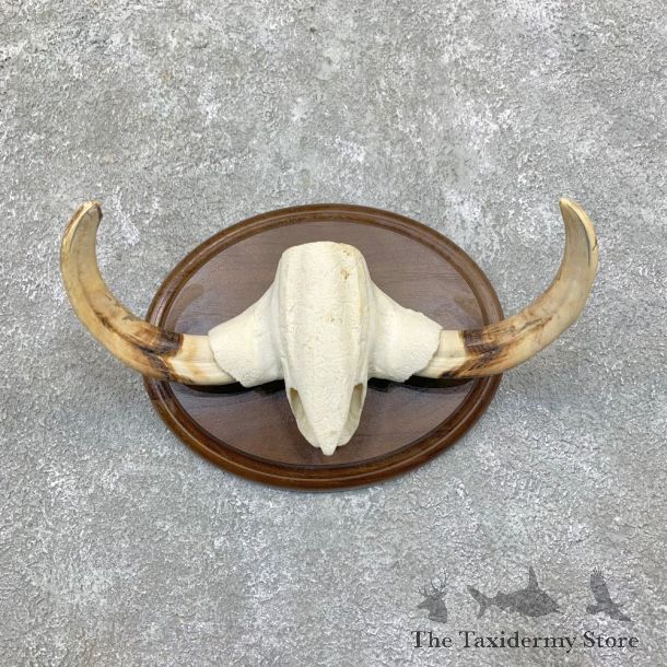 African Warthog Tusk Display For Sale #22864 @ The Taxidermy Store