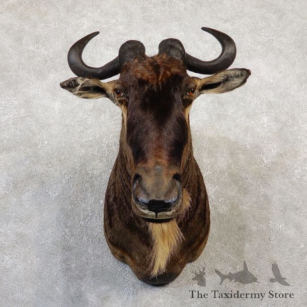African White Bearded Gnu Wildebeest Shoulder Mount #20041 For Sale @ The Taxidermy Store