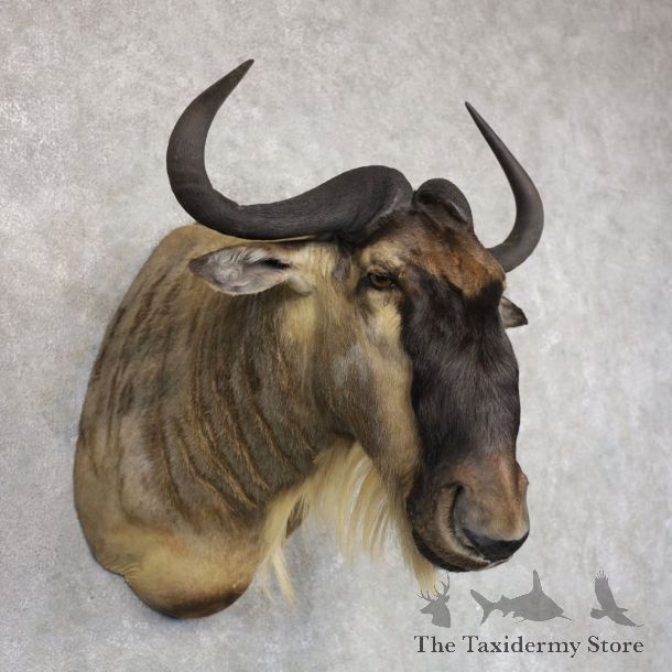 African White Bearded Gnu Wildebeest Shoulder Mount #22500 For Sale @ The Taxidermy Store