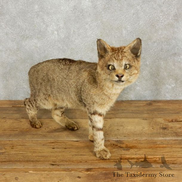 African Wildcat Taxidermy Mount For Sale #17659 @ The Taxidermy Store