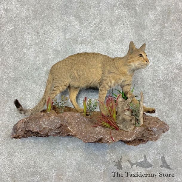African Wildcat Taxidermy Mount For Sale #21471 @ The Taxidermy Store