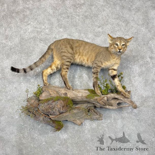 African Wildcat Taxidermy Mount For Sale #24420 @ The Taxidermy Store