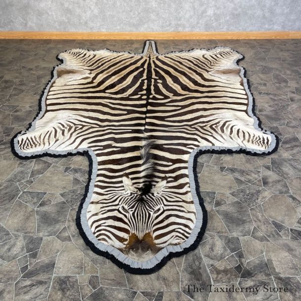African Zebra Full-Size Taxidermy Rug For Sale #25590 @ The Taxidermy Store