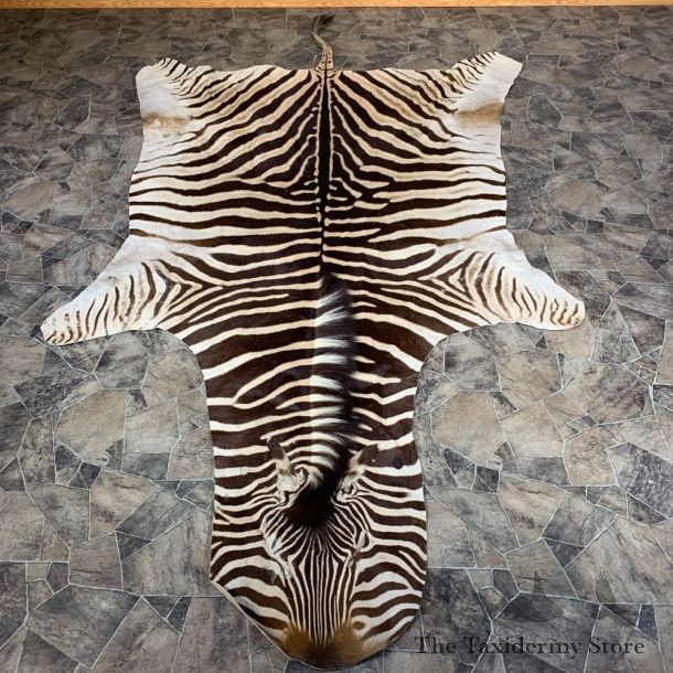 African Zebra Full-Size Taxidermy Rug For Sale #21857 @ The Taxidermy Store