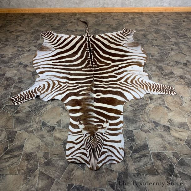African Zebra Full-Size Taxidermy Rug For Sale #21861 @ The Taxidermy Store